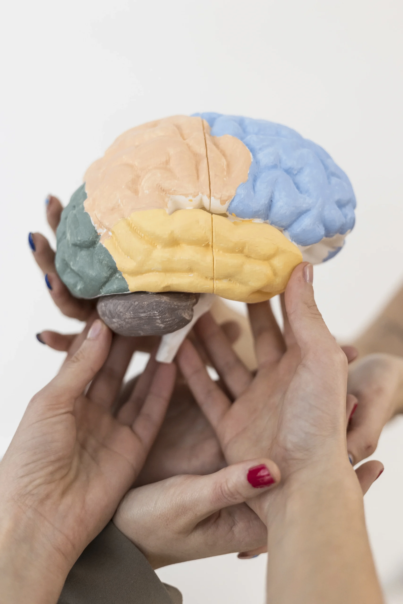 Modelo de cerebro